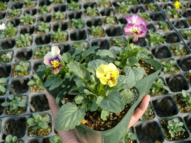 CIMG6006.JPG